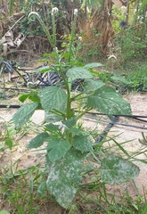 Heliotropium indicum