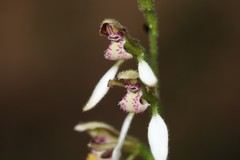 Eriochilus dilatatus multiflorus