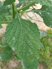 Heliotropium indicum