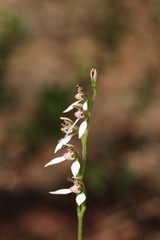 Eriochilus dilatatus multiflorus