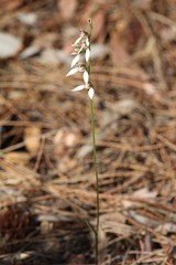 Eriochilus dilatatus multiflorus
