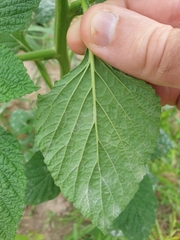 Heliotropium indicum