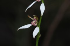 Eriochilus dilatatus multiflorus