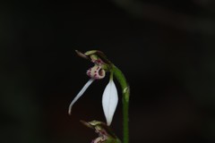 Eriochilus dilatatus multiflorus