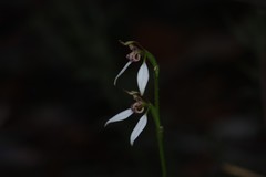 Eriochilus dilatatus multiflorus