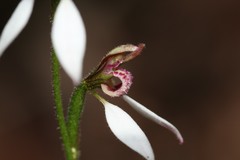 Eriochilus dilatatus multiflorus
