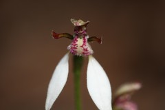 Eriochilus dilatatus multiflorus