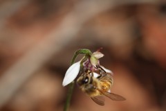 Eriochilus dilatatus multiflorus