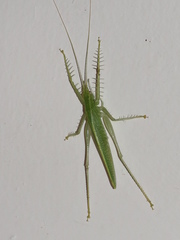 Paraphisis tryonensis