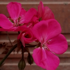 Pelargonium × hybridum
