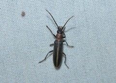 Oxycopis