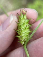 Carex bullata