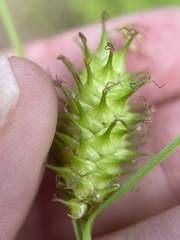 Carex bullata