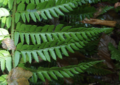 Polystichum × bicknellii