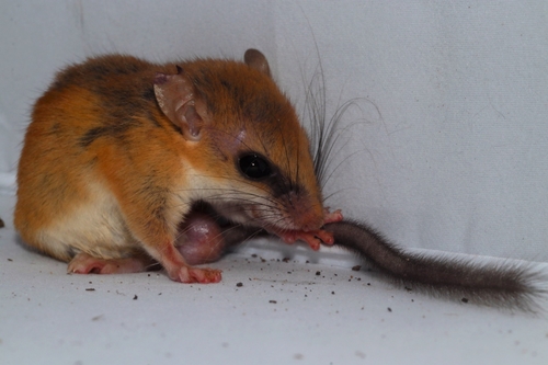 Hatt's Vesper Rat