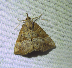 Hypena deceptalis