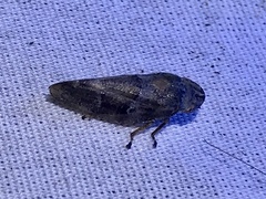 Aphrophora saratogensis