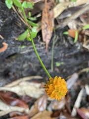 Polygala lutea
