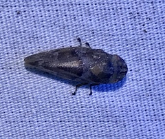 Aphrophora saratogensis