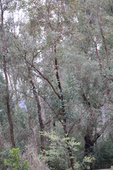 Eucalyptus crenulata