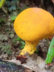 Scleroderma sinnamariense