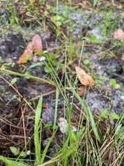 Lachnocaulon
