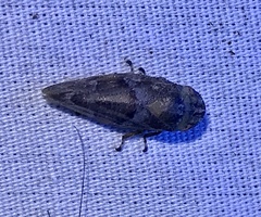 Aphrophora saratogensis