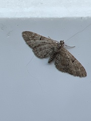 Eupithecia abbreviata