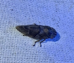 Aphrophora saratogensis