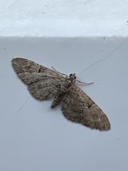 Eupithecia abbreviata