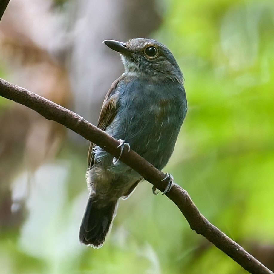 Saturnine Antshrike (Thamnomanes saturninus) photo