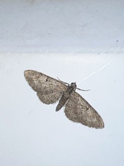Eupithecia abbreviata