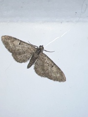 Eupithecia abbreviata
