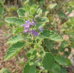 Mesosphaerum