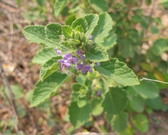 Mesosphaerum