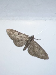 Eupithecia abbreviata