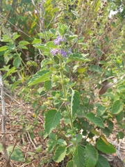 Mesosphaerum
