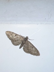 Eupithecia abbreviata