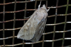 Mythimna separata