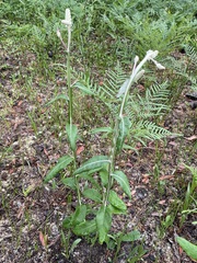 Pterocaulon pycnostachyum