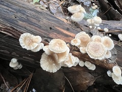 Marasmiellus affixus