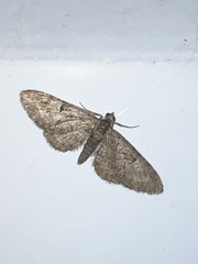 Eupithecia abbreviata
