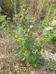 Mesosphaerum
