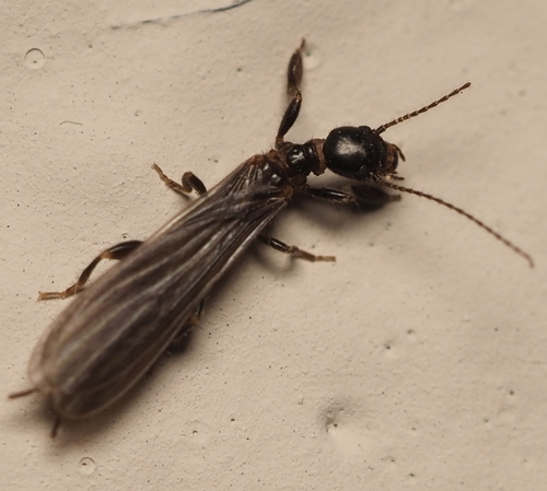 Black Webspinner photo 4