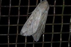 Mythimna separata