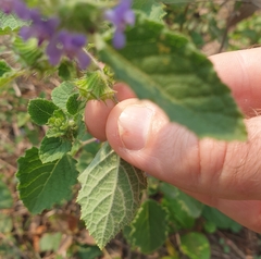 Mesosphaerum