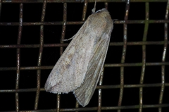 Mythimna separata
