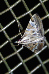 Agrioglypta fulguralis