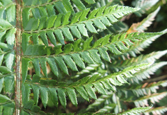 Polystichum × bicknellii