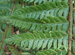 Polystichum × bicknellii